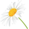 Daisy 2 - Uncategorized - 