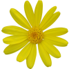 Daisy - Plants - 