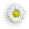 Daisy - Przedmioty - 