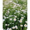Daisy - Nature - 