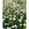 Daisy - Natureza - 