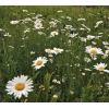 Daisy - Priroda - 