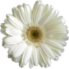 Daisy - Растения - 