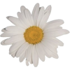 Daisy - Plants - 