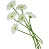 Daisy - 植物 - 