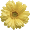Daisy - Pflanzen - 