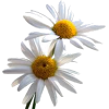 Daisy - 植物 - 