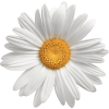 Daisy - Uncategorized - 