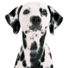 Dalmatian dog - Tiere - 