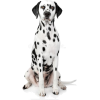 Dalmatian dog - Živali - 
