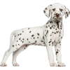 Dalmatian puppy - Animais - 