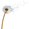Dandelion - Rośliny - 