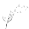 Dandelion - Biljke - 