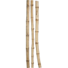 bambus - Rastline - 
