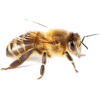 pčela matica - Tiere - 