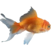 zlatna ribica - Živali - 