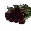 Dark Rose - Uncategorized - 