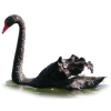 Black swan - Animais - 