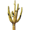 Cactus - Растения - 