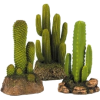 Cactus - Растения - 