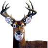 Deer - Zwierzęta - 