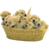 Dogs - 动物 - 