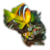 Fishes - Animals - 