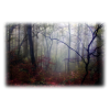 Forest - Natura - 