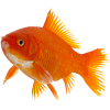 Golden fish - Животные - 