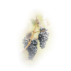 Grape - Fruit - 