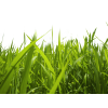 Grass Psd - Priroda - 