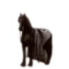 Horse - Animales - 