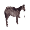 Horse - Животные - 