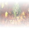 Leaves - 自然 - 