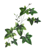 Leaves - Biljke - 
