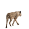 Lion - 动物 - 