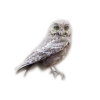 Owl - Animals - 