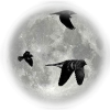 Owls/Moon - Animali - 