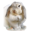 Rabbit - Tiere - 