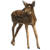 Roe deer - 動物 - 