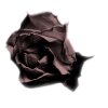 Rose - Rastline - 