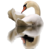 Swan - Животные - 