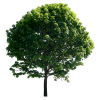 Tree Green - Rośliny - 