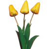 Tulips - Rośliny - 
