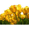 Tulips - Растения - 