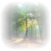 Forest - Природа - 