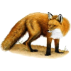 lisica fox - 動物 - 