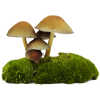 Mushrooms - Natureza - 