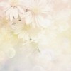 flowers - Background - 