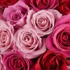 Roses - Мои фотографии - 